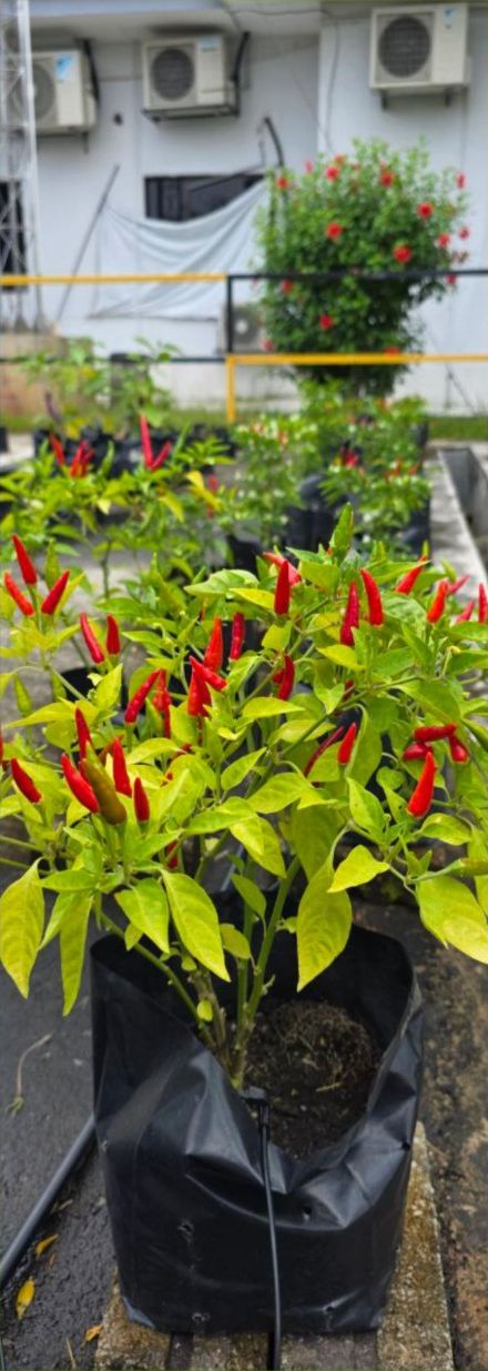 Chilli plant with ripe red fruit