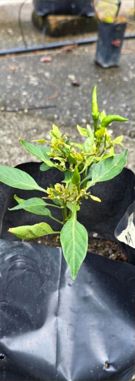 Young chilli plant flowering in a grow bag